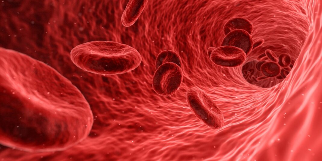 вени кръв червени кръвни клетки